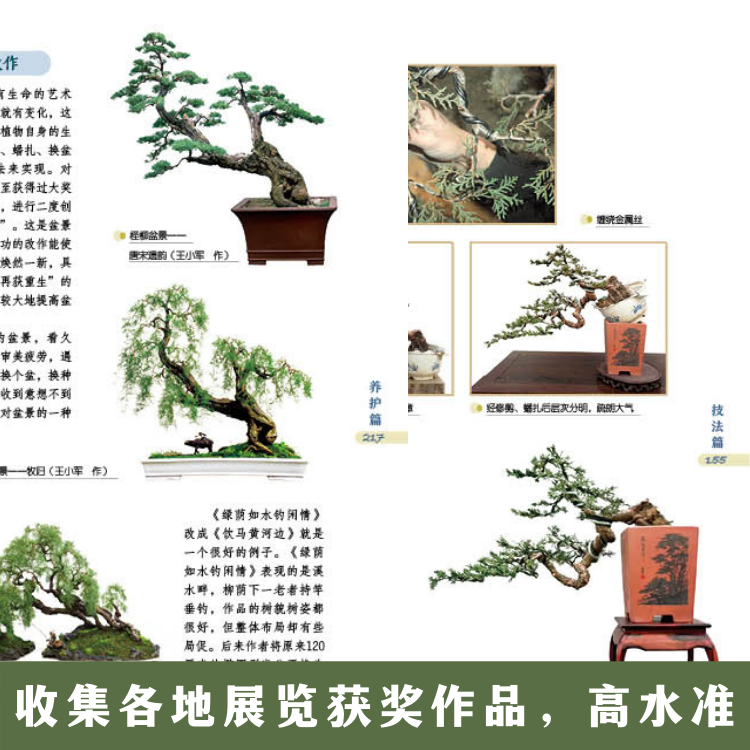 盆景3.jpg