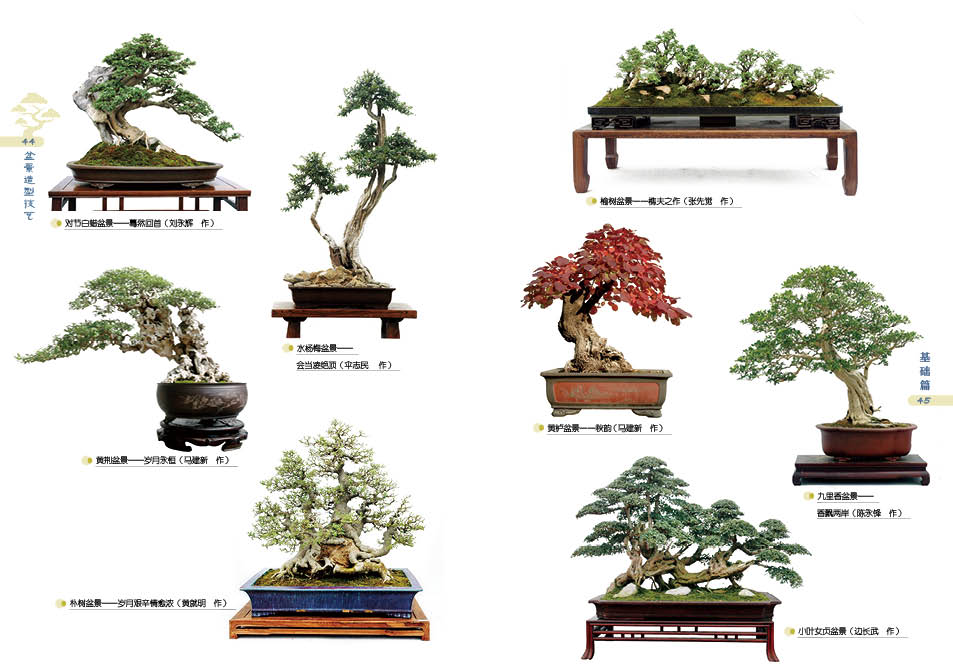 盆景详情1.jpg