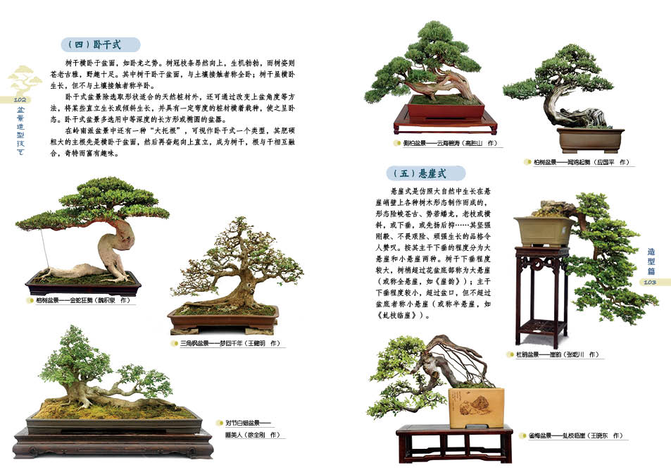 盆景详情2.jpg