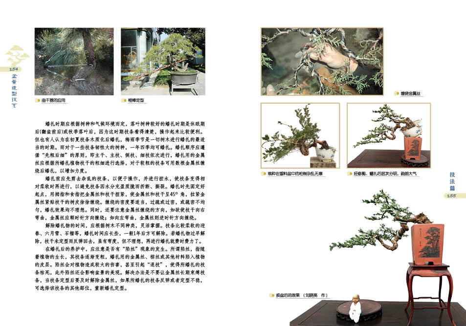 盆景详情3.jpg