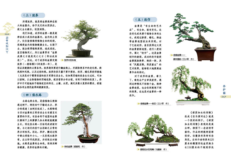 盆景详情4.jpg