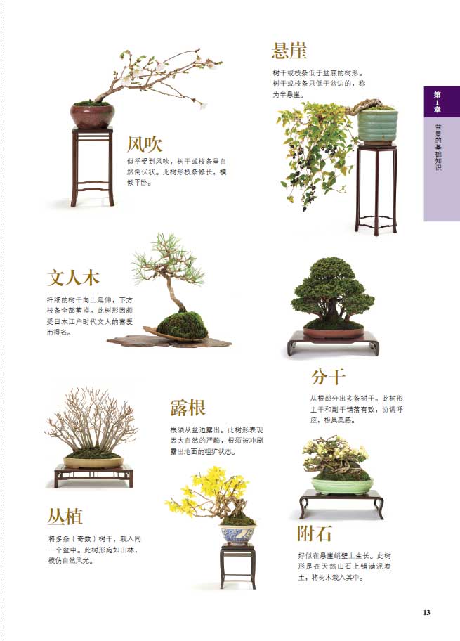 树木详情2.jpg