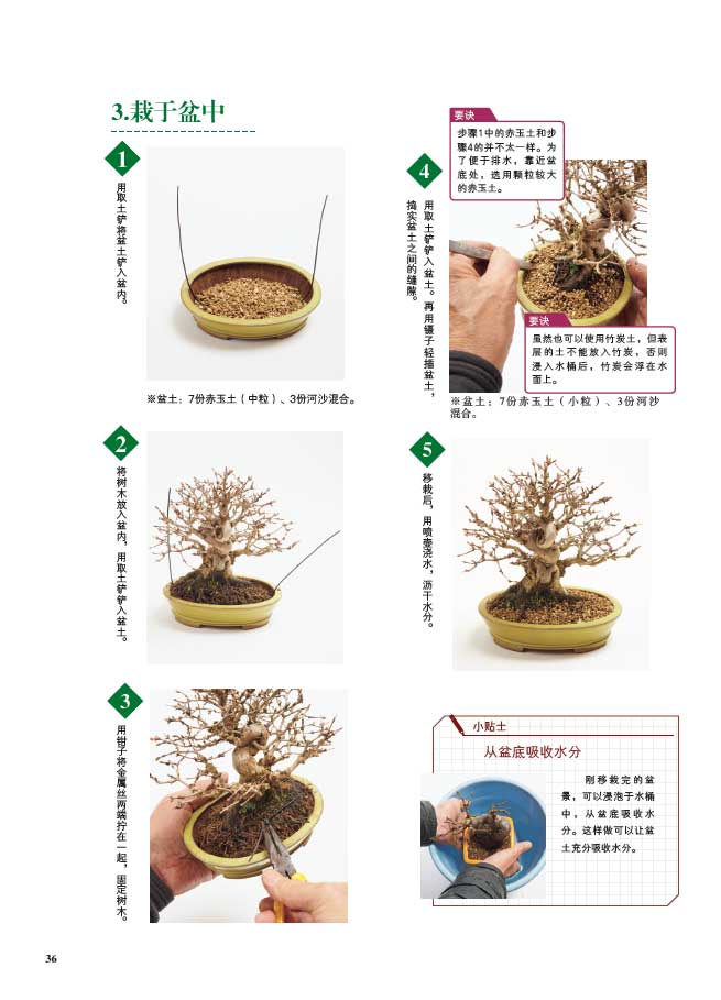 树木详情3.jpg
