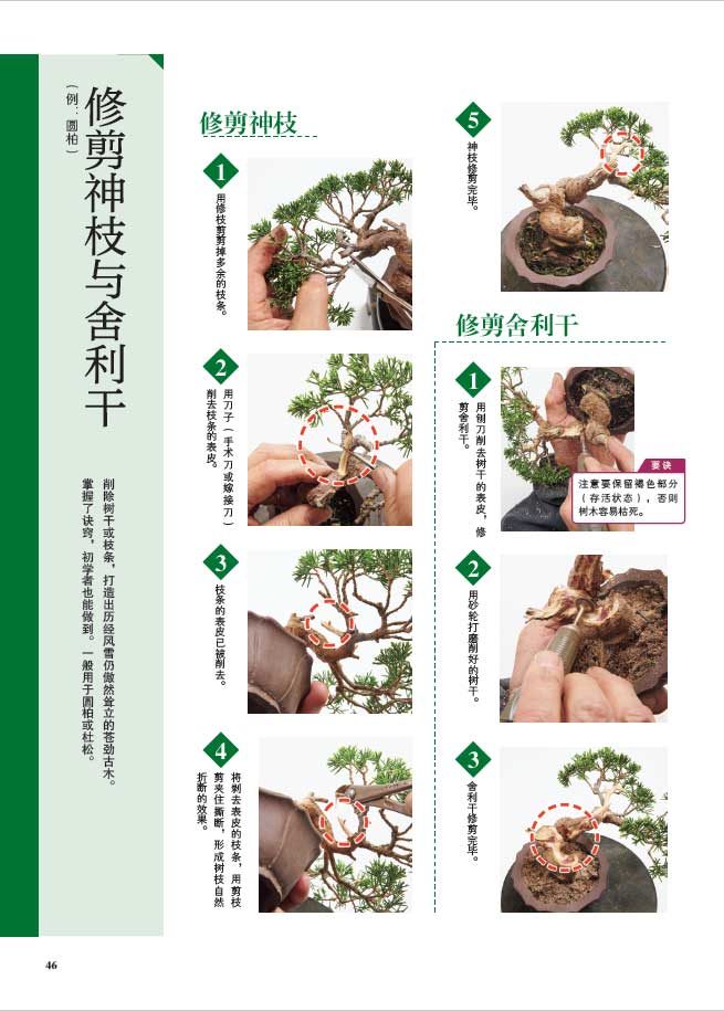 树木详情5.jpg