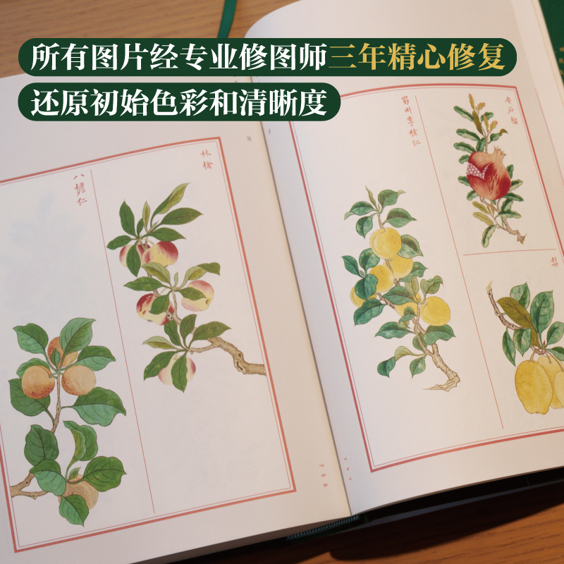 2025新書推薦【金石昆蟲草木狀:絕美中國博物手繪】刷邊版禮盒